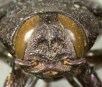 Media type: image;   Entomology 33796 Aspect: head frontal view